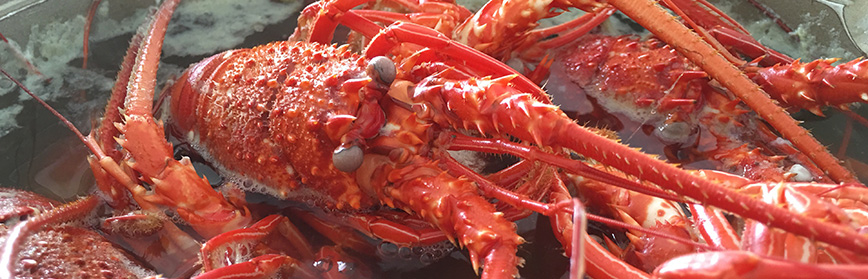 How To Start A Lobster Farming Business?